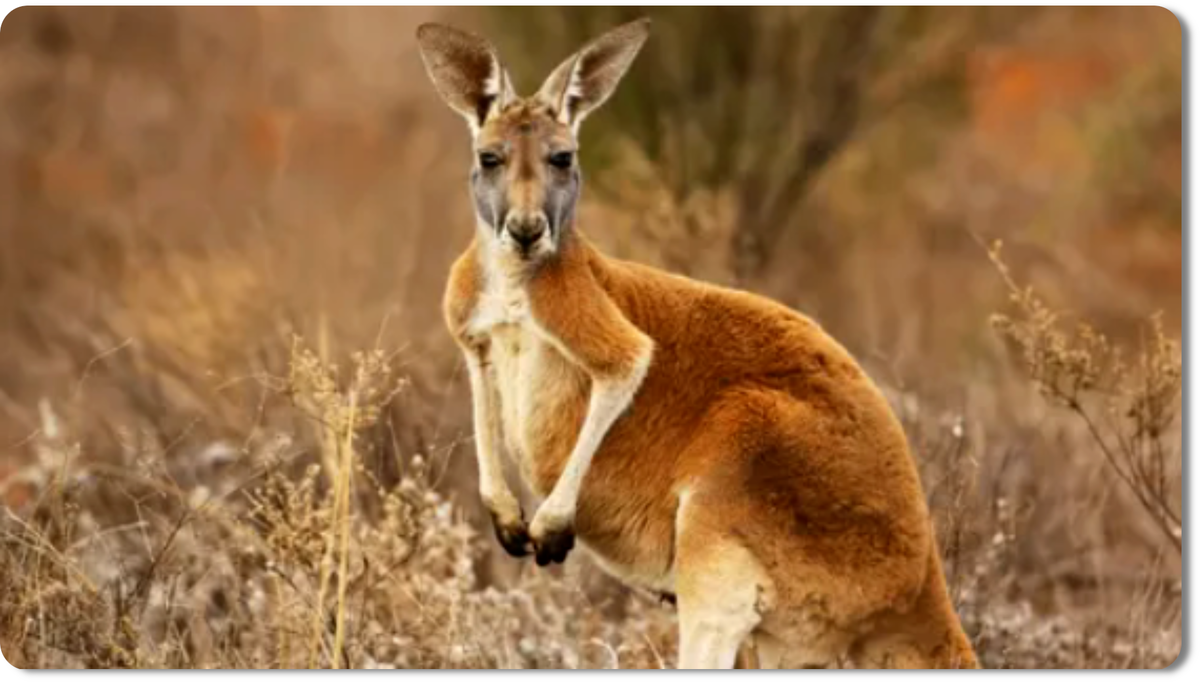 Кенгуру - иконические сумчатые млекопитающие, мастера прыжков и эндемики Австралии