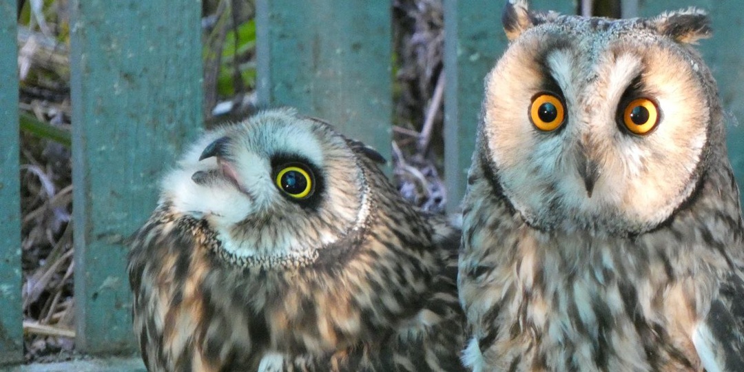 Сегодня фотопривет из самого многочисленного совиного вольера