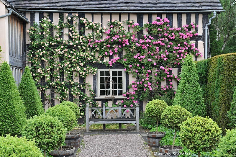 Сад Wollerton Old Hall. Справа роза 'Zéphirine Drouhin', слева - 'Gloire de Dijon'