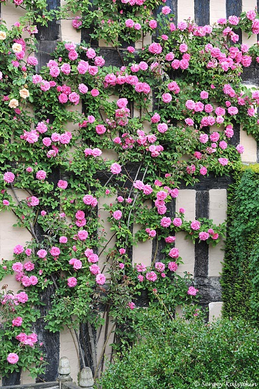 Роза 'Zéphirine Drouhin'