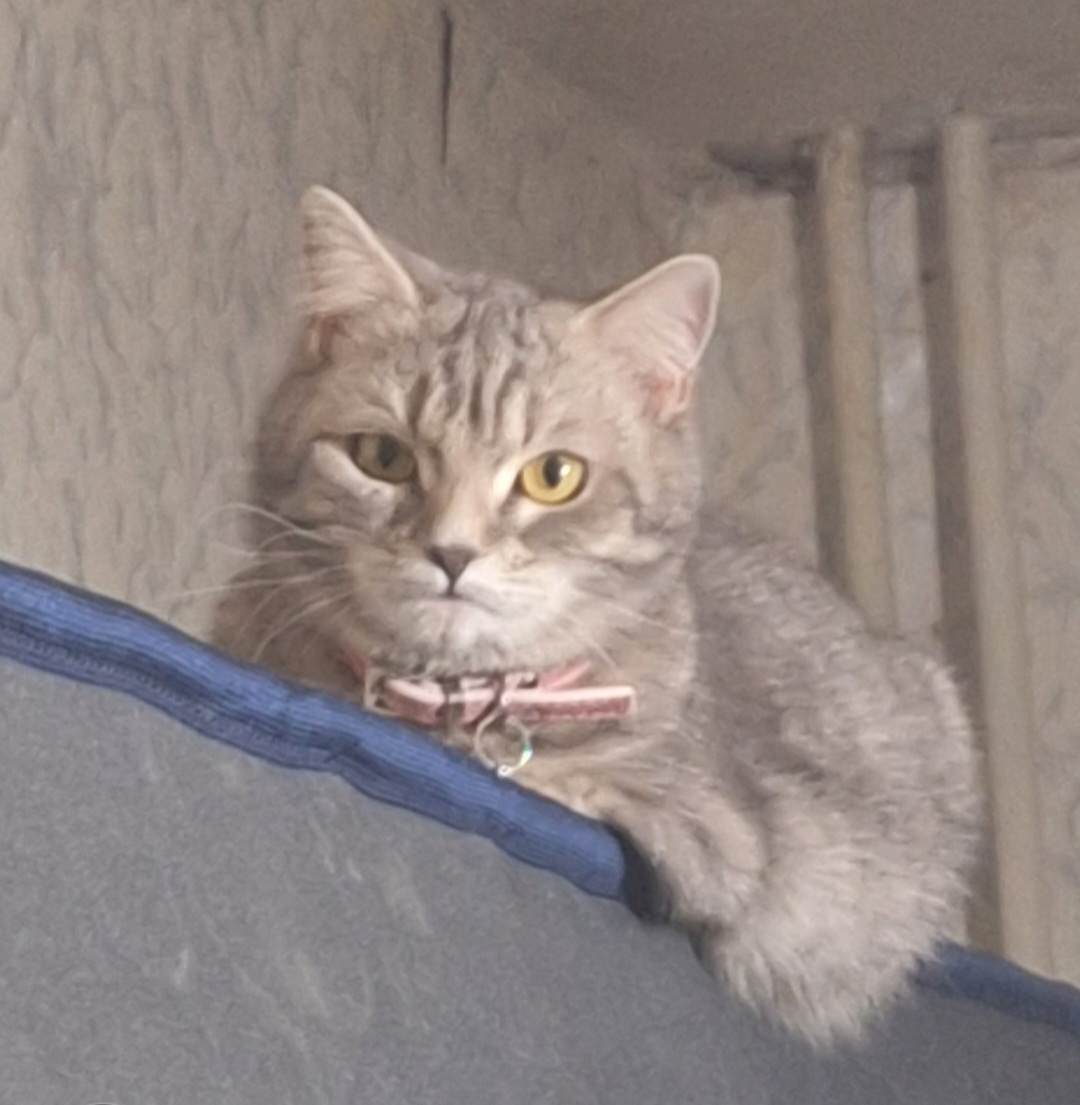 Кошка Муся. Фото - собственность автора канала "ТАК НАДО".