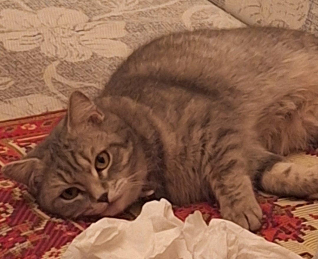 Кошка Муся. Фото - собственность автора канала " ТАК НАДО".