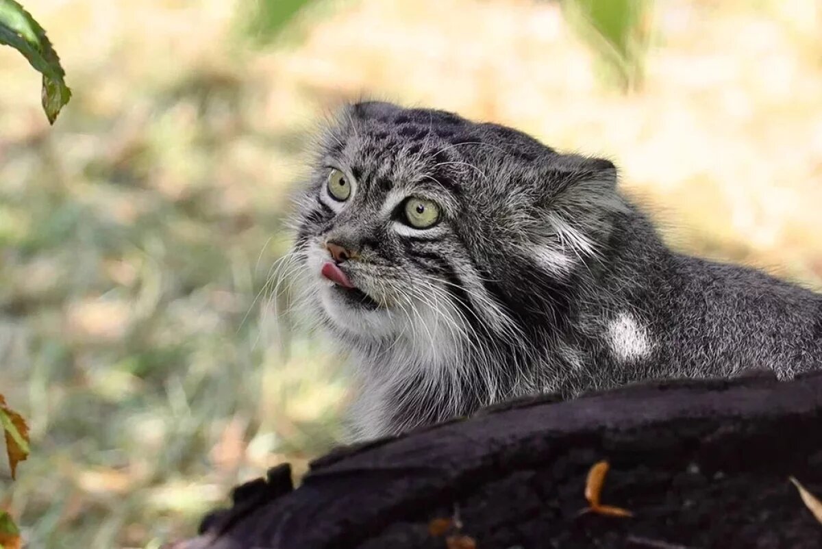    Благодаря сибирскому коту в русском языке появилось новое слово