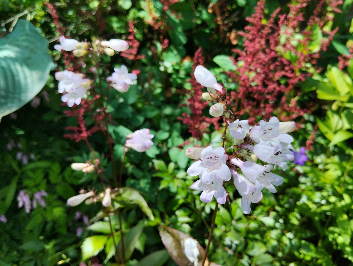 пенстемон наперстянковый 'Husker Red'