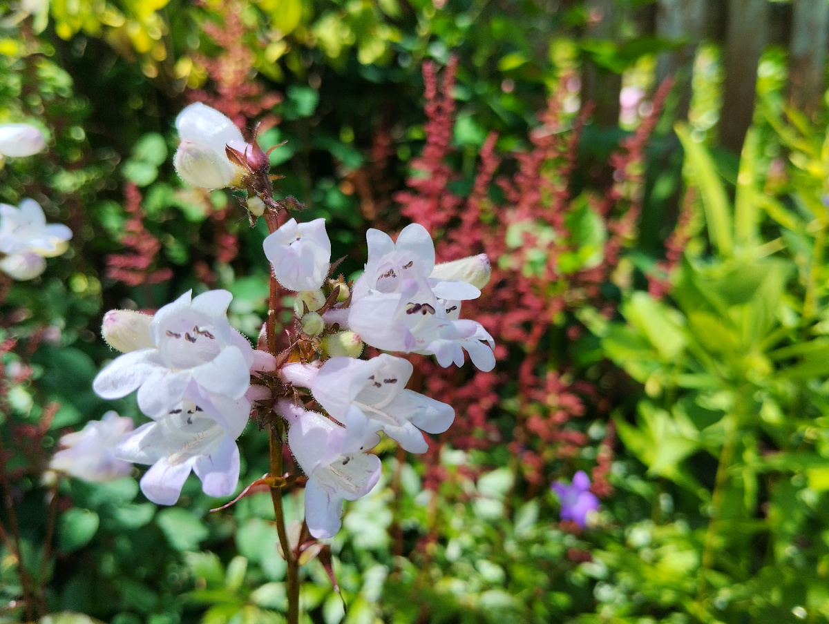 пенстемон наперстянковый 'Husker Red'