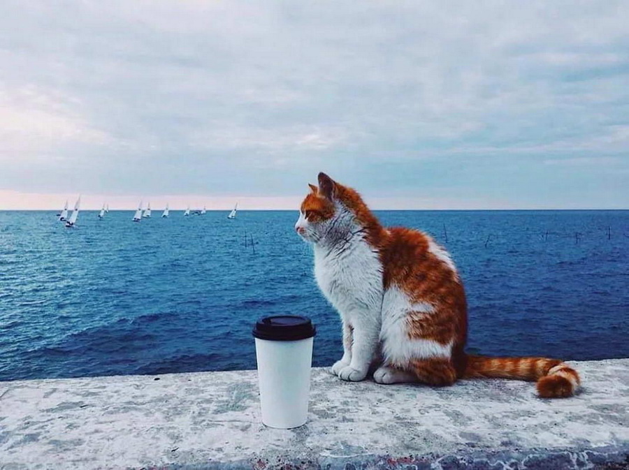 Яндекс Картинки