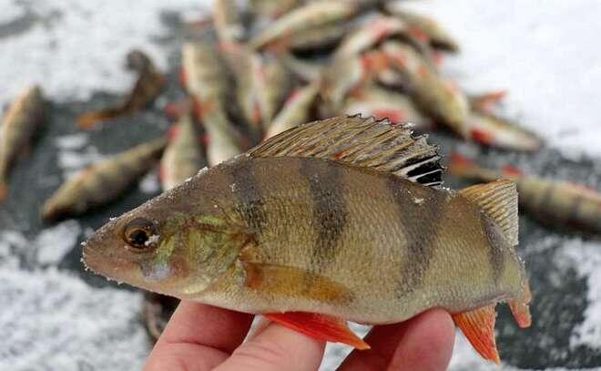 Топ-3 мормышки на окуня по первому льду: ключ к первому успеху сезона