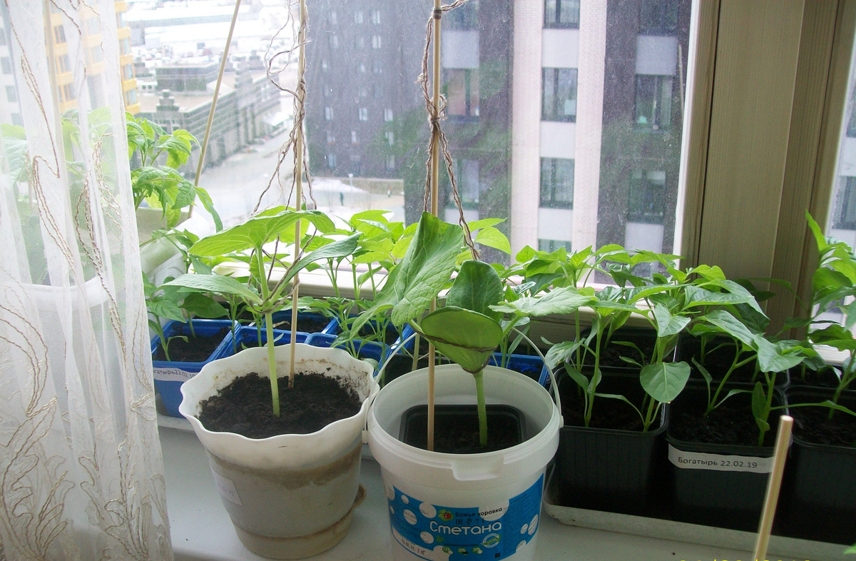 Моя рассада перчиков и огурчиков на 7 апрельский день