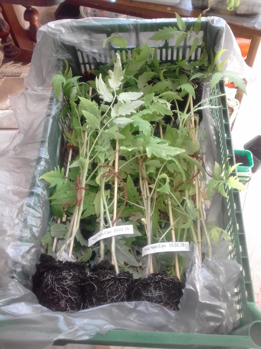 Вот так я везу свою рассаду на дачу.