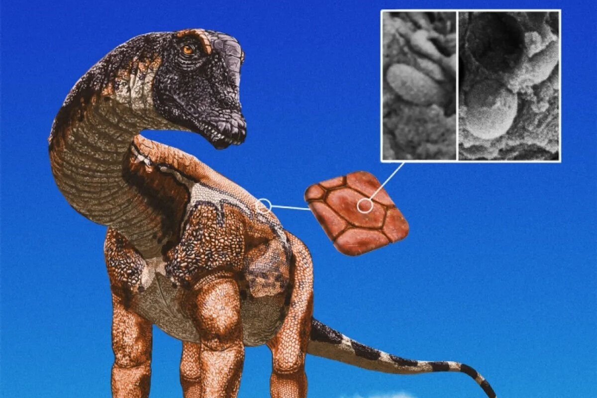     Ученые нашли следы пигментации у диплодока: что это говорит о внешнем виде динозавров