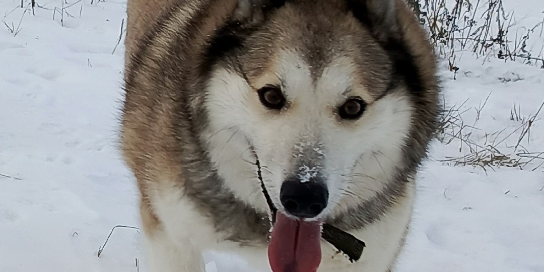 Лиса прошла много испытаний. Ищет дом навсегда