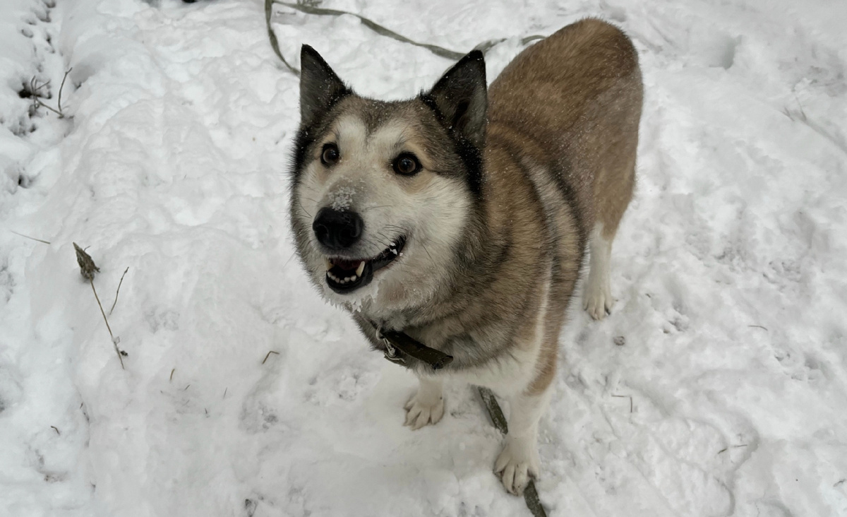 Очень позитивная собака 
