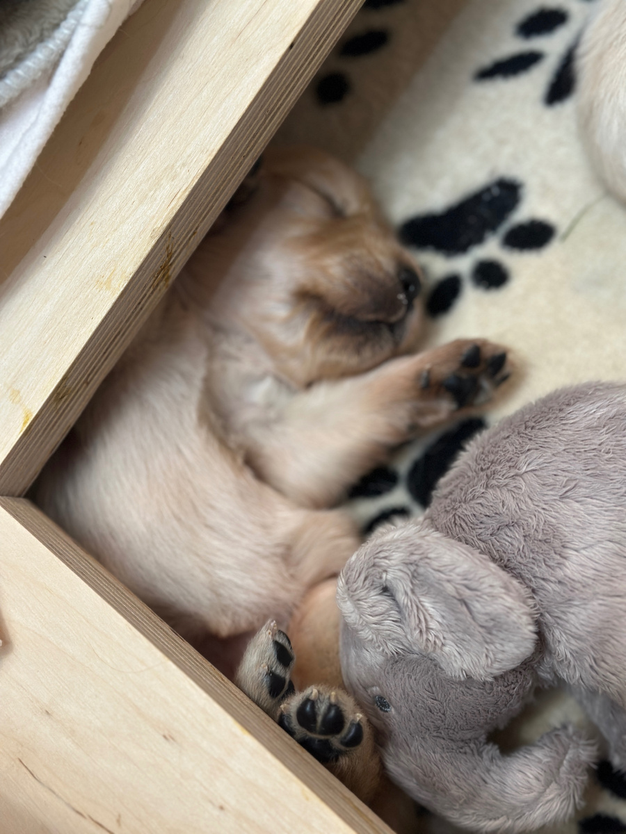 Щенок золотистого ретривера