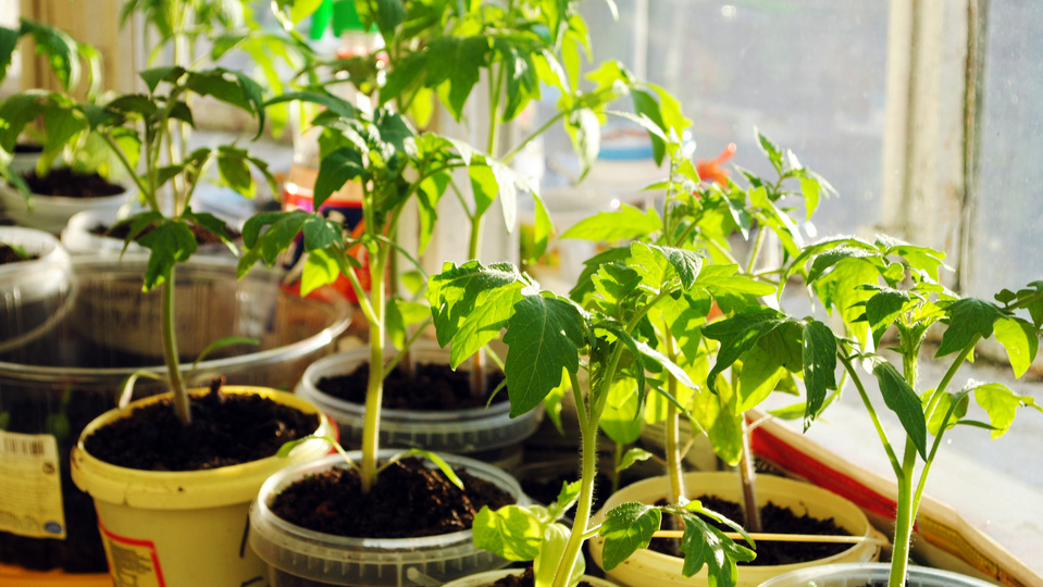 Выращиваю здоровую рассаду без пикировки в новом сезоне. Корни на 40% сильнее обычных