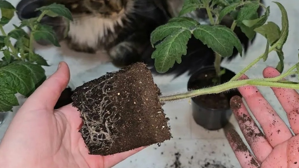 Такие корни получаются без стресса пикировки - белые и здоровые