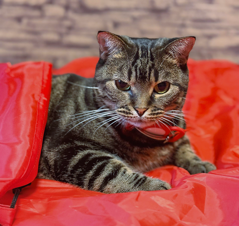 Мудрая Кайса