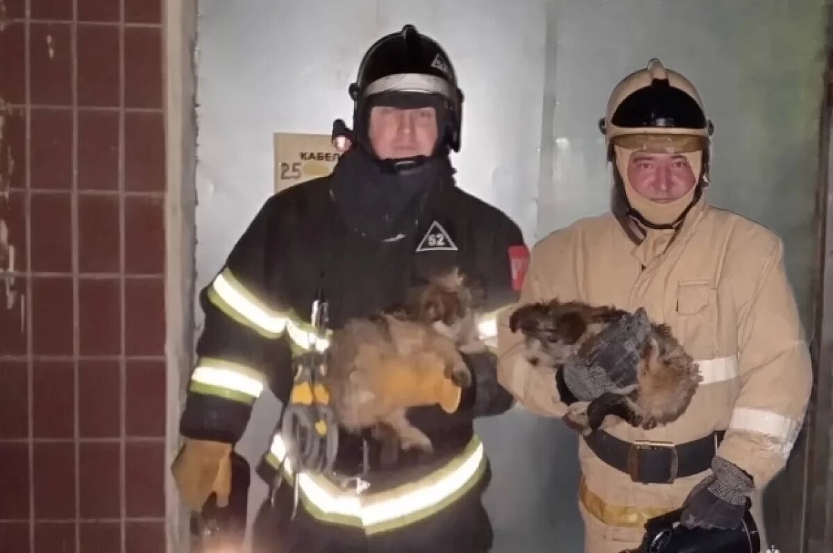    Спасатели вызволили щенков из запертого подвала в Тверской области