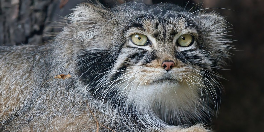 «Зажировка» манула Тимофея: как слово из зоопарка стало частью русского языка