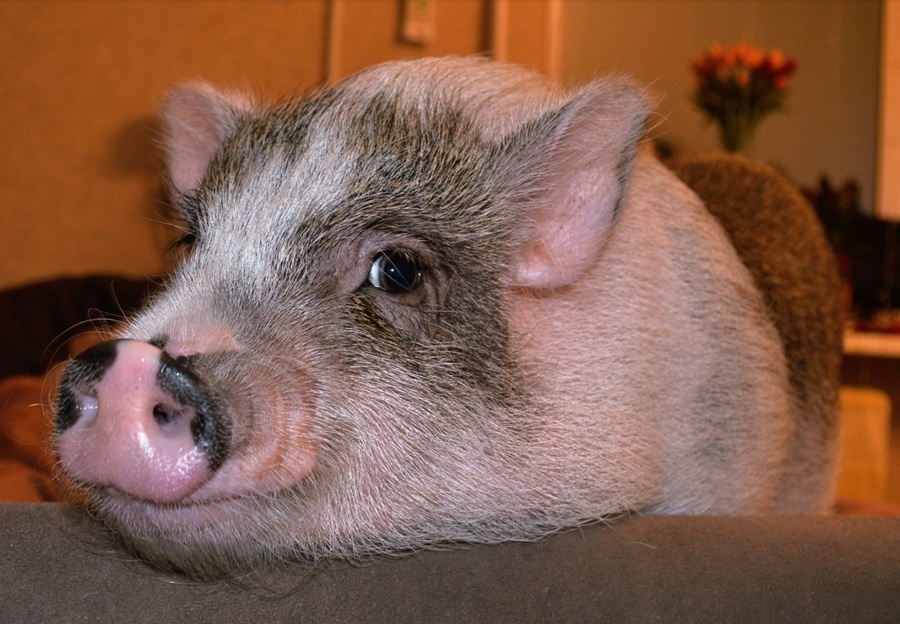 Анфиса (по документам Жоселина)