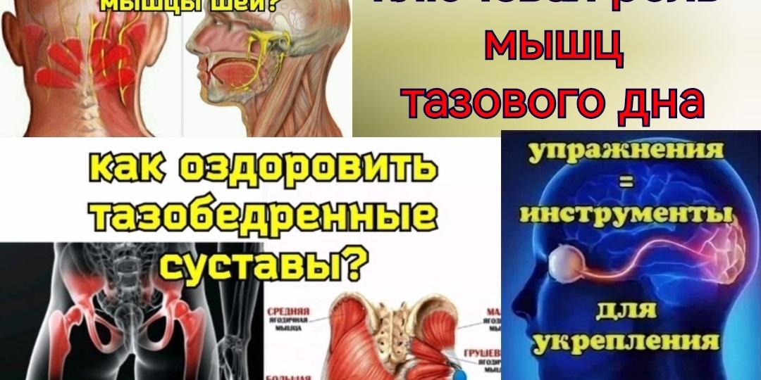 Как крохотное тазовое дно влияет на шею, мозг, глаза, спину, тазобедренные суставы? Упражнения