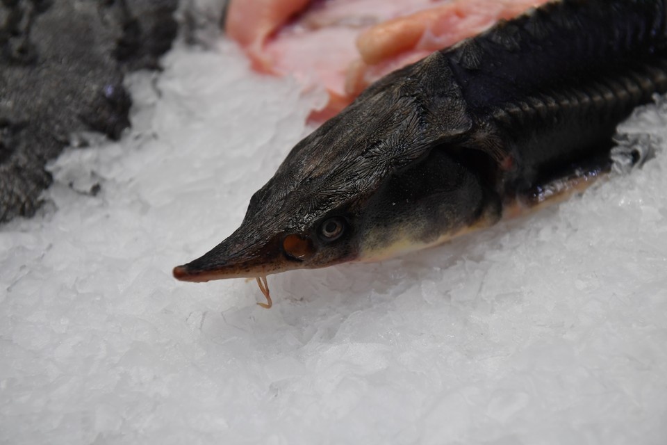    В Хабаровском крае браконьеров осудили за ловлю краснокнижного осетра Виктор ГУСЕЙНОВ