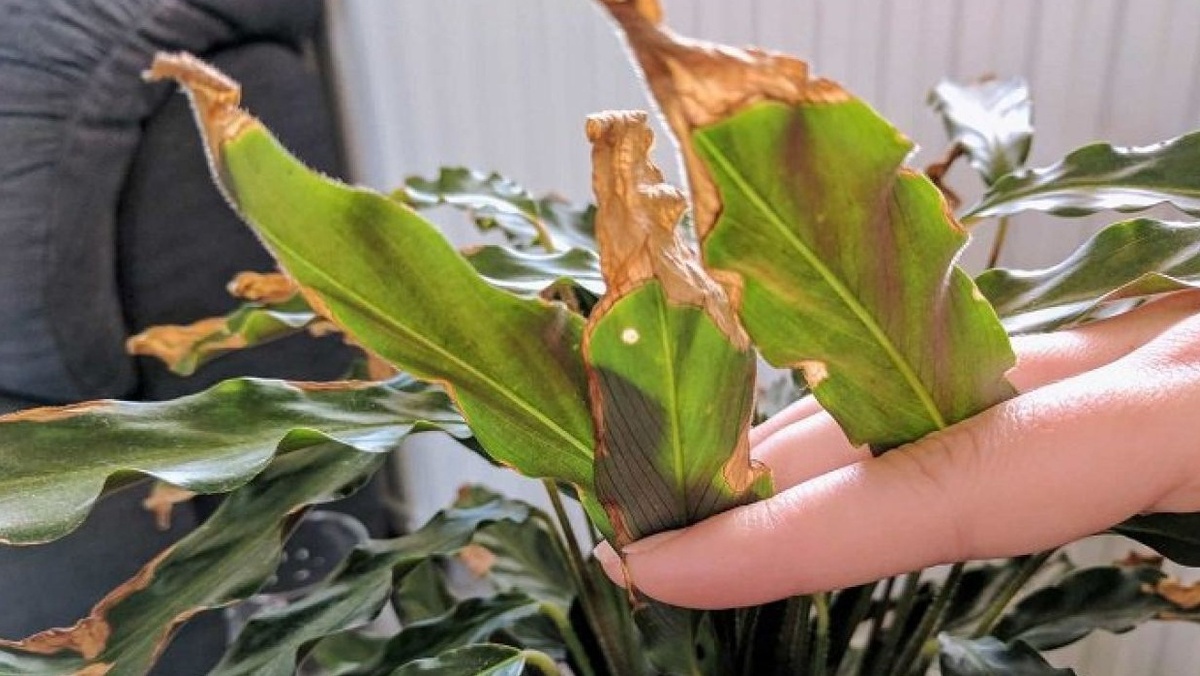 Калатея через 2-3 недели