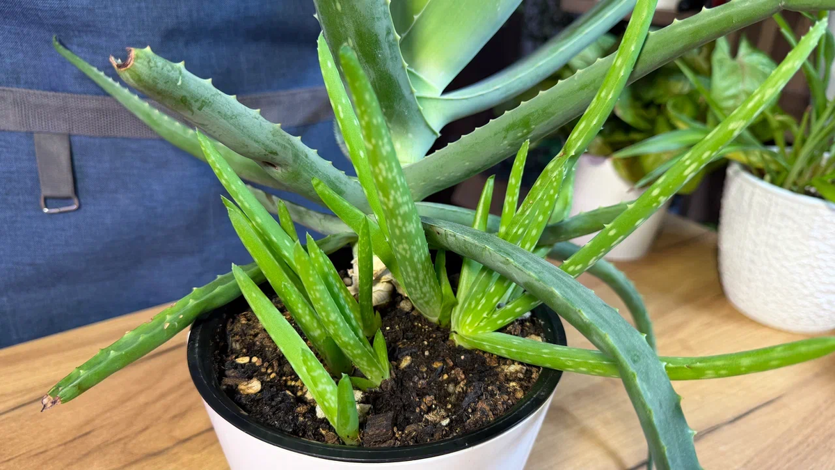 Деток надо выселять