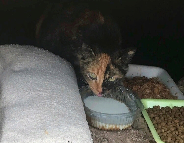 Кнопочка оказалась в теплотрассе с возраста котёнка