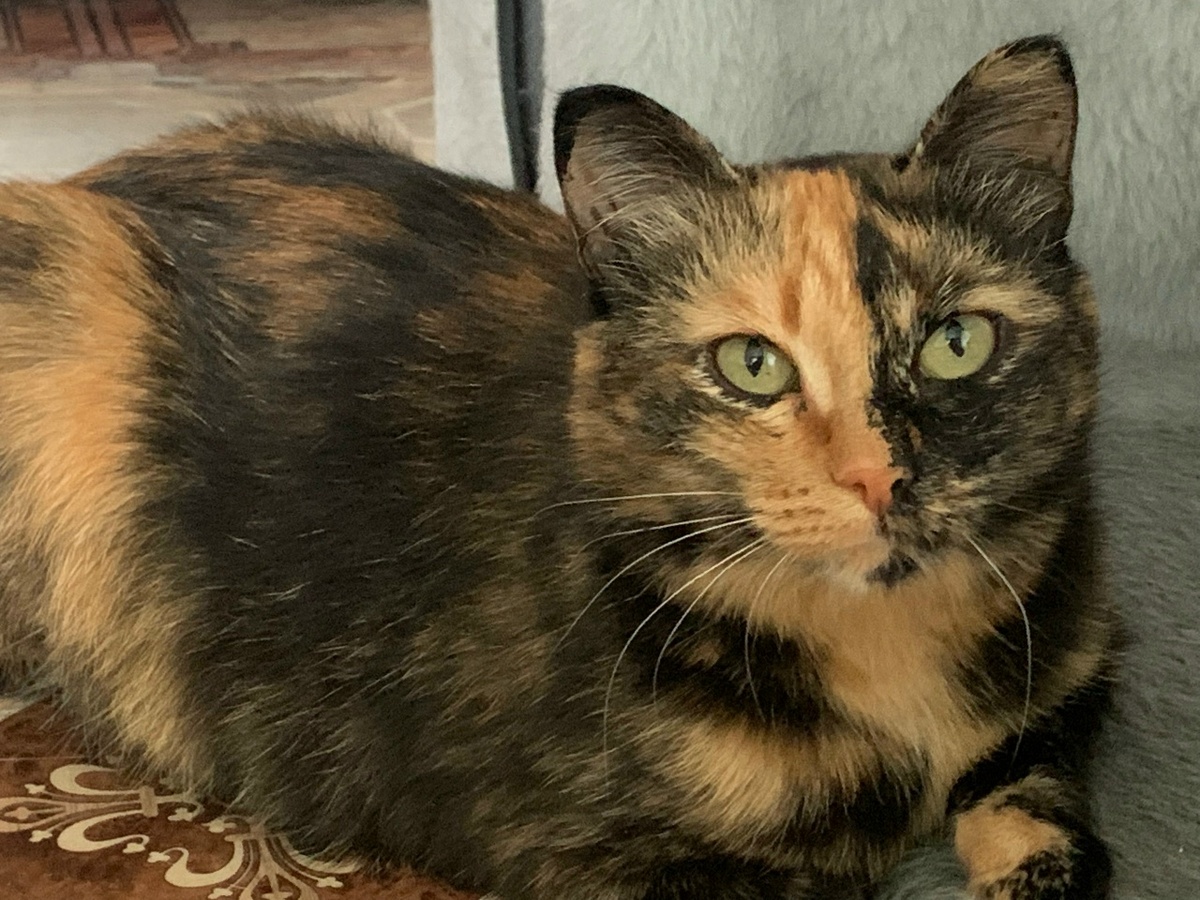 Копочка чудо как хороша, но её до сих пор никто не забрал домой