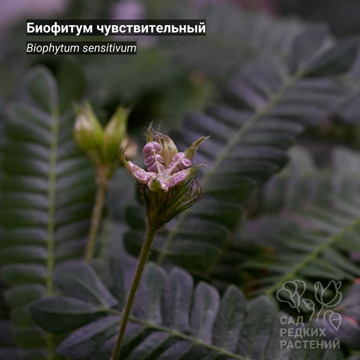 Биофитум чувствительный Biophytum sensitivum