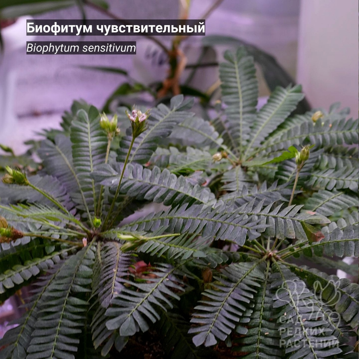 Биофитум чувствительный Biophytum sensitivum