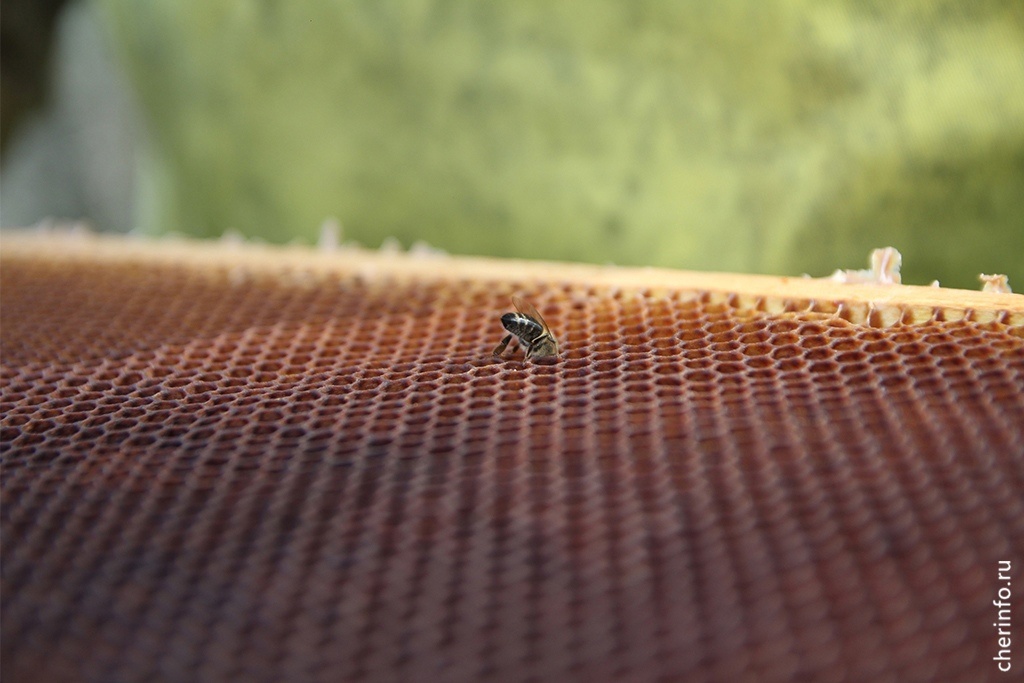    Торговля развернется на площади Химиков в субботу, 13 декабря, с 10 до 15 часов. Свою продукцию представят 34 производителя.