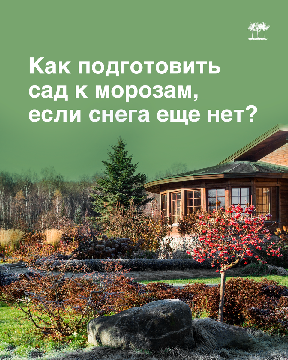 Как подготовить сад к морозам, если снега еще нет