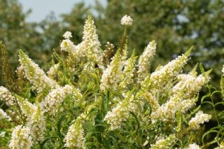 Буддлея Давида в белых оттенках.  📷
