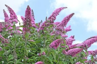 Буддлея Давида в фиолетовых оттенках.  📷
