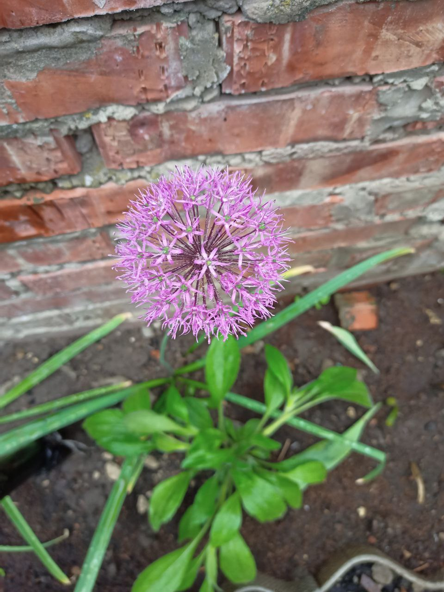 Рудбекия – канал про цветы. Декоративные луки с шарами — это Аллиумы.