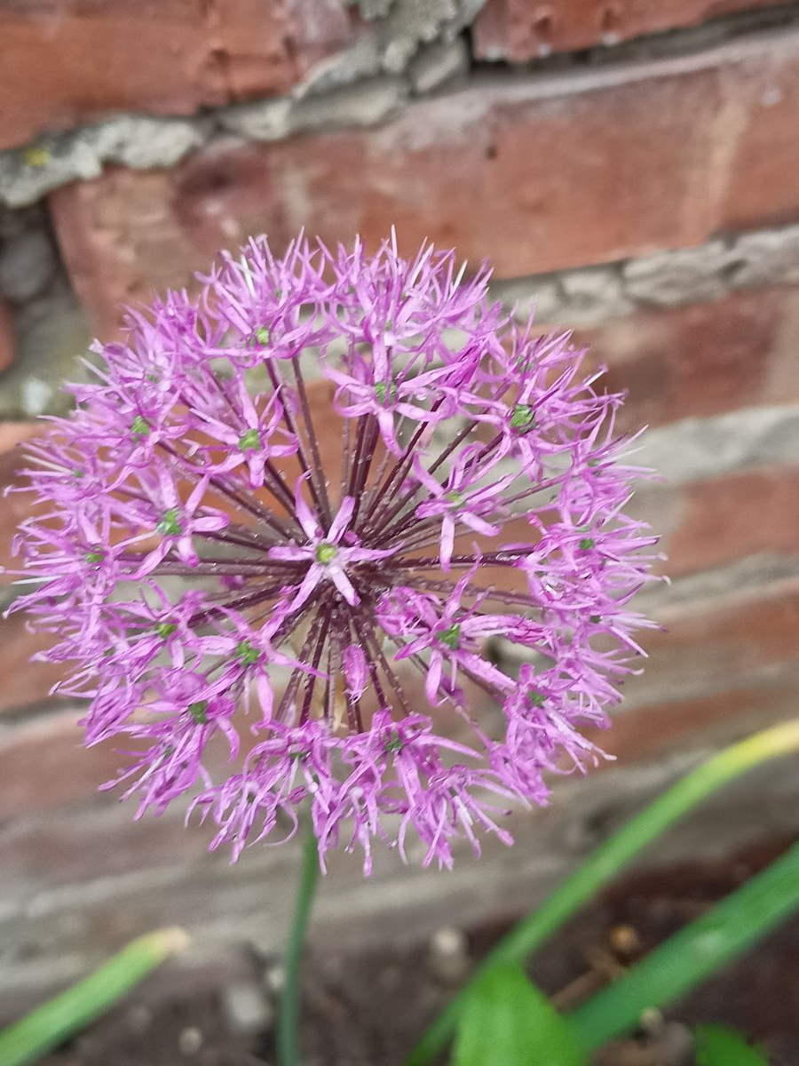 Рудбекия – канал про цветы. Декоративные луки с шарами — это Аллиумы.