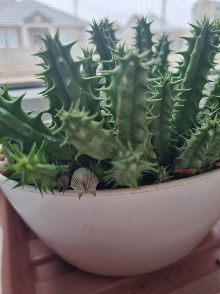 Фото: Зеленая леди, сад, семья и томатный сок 