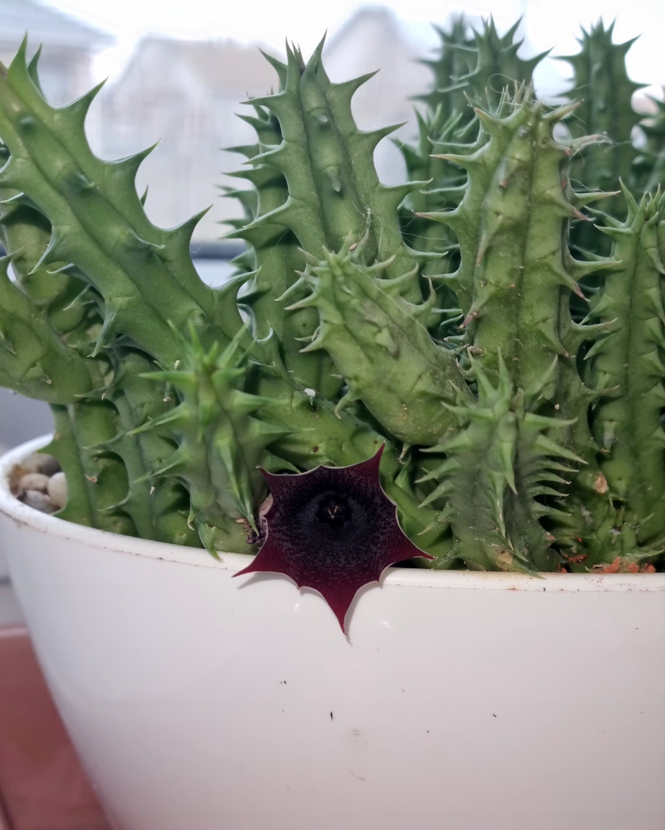 Фото: Зеленая леди, сад, семья и томатный сок 