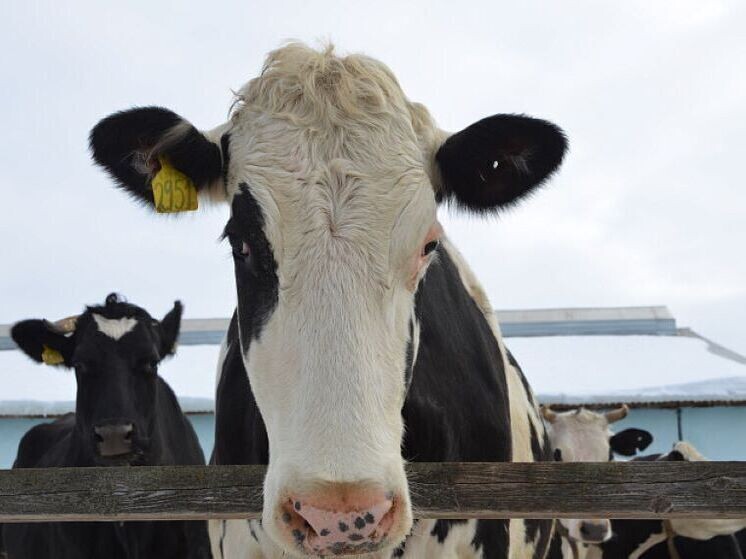     Фото: Пресс-центр Правительства Кировской области