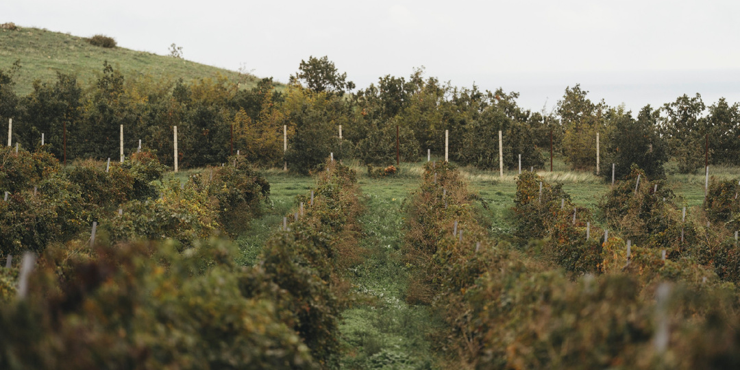 В чем отличия между винным напитком и вином