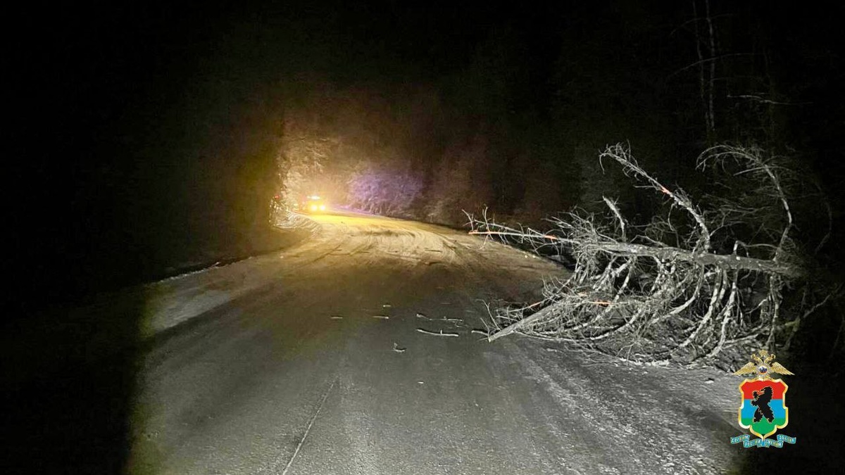    Упавшее на дорогу дерево стало причиной аварии с детьми в Заонежье© ГАИ Карелии