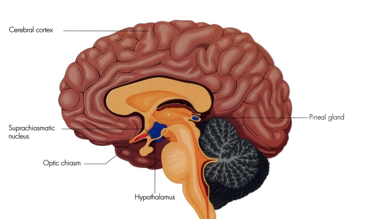    Супрахиазматическое ядро выделено зеленым цветом. Источник изображения: wikipedia.org