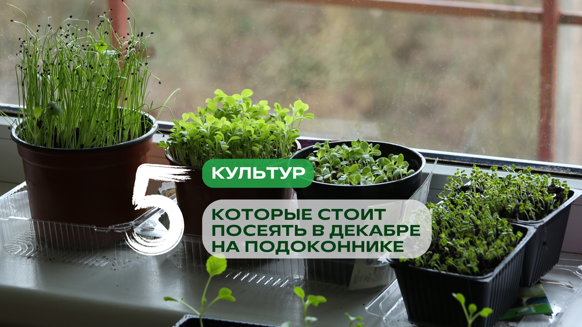 Вот 5 культур, которые особенно хорошо удаются зимой в квартире 👇