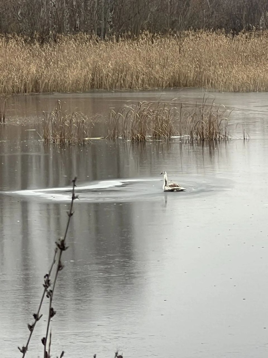 Пруд в Тепловке