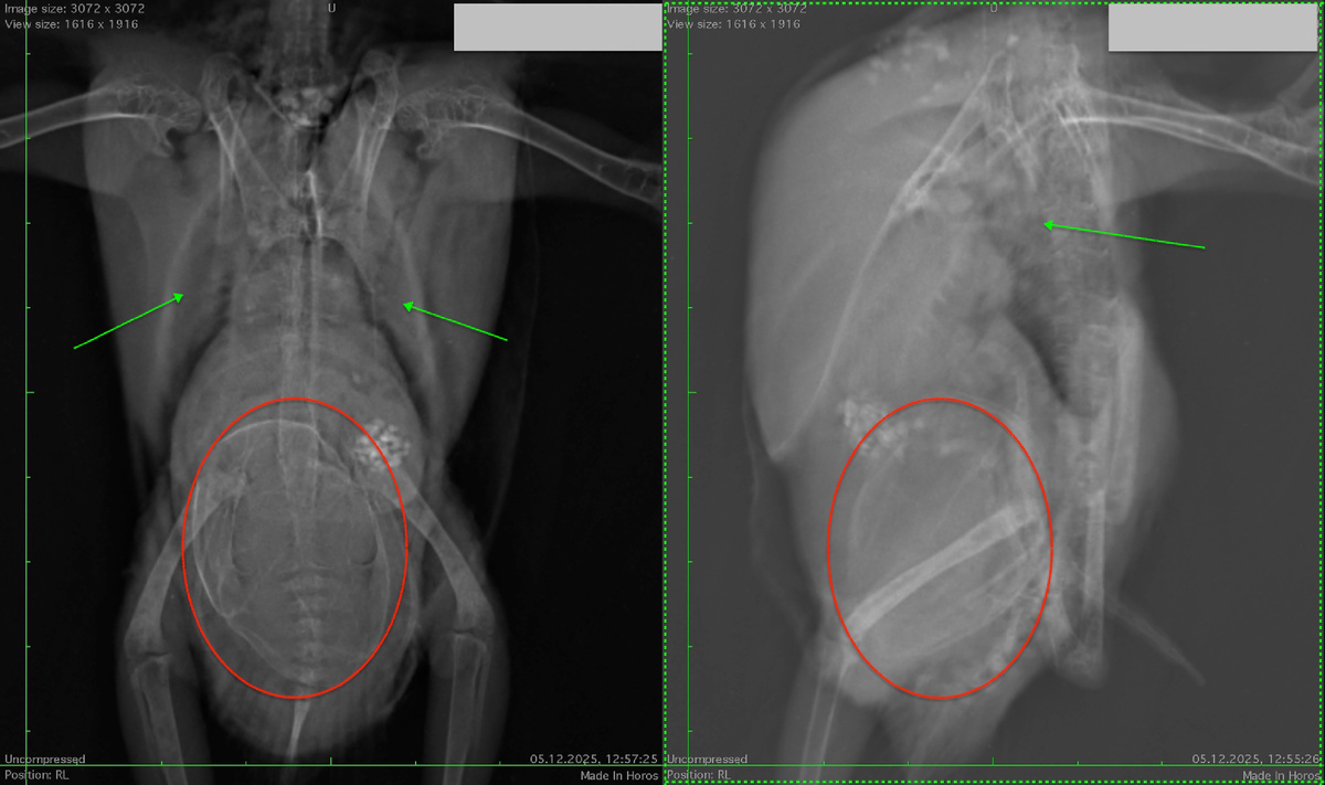 рентген попугая с дистоцией. Птица не может снести яйца уже очень давно