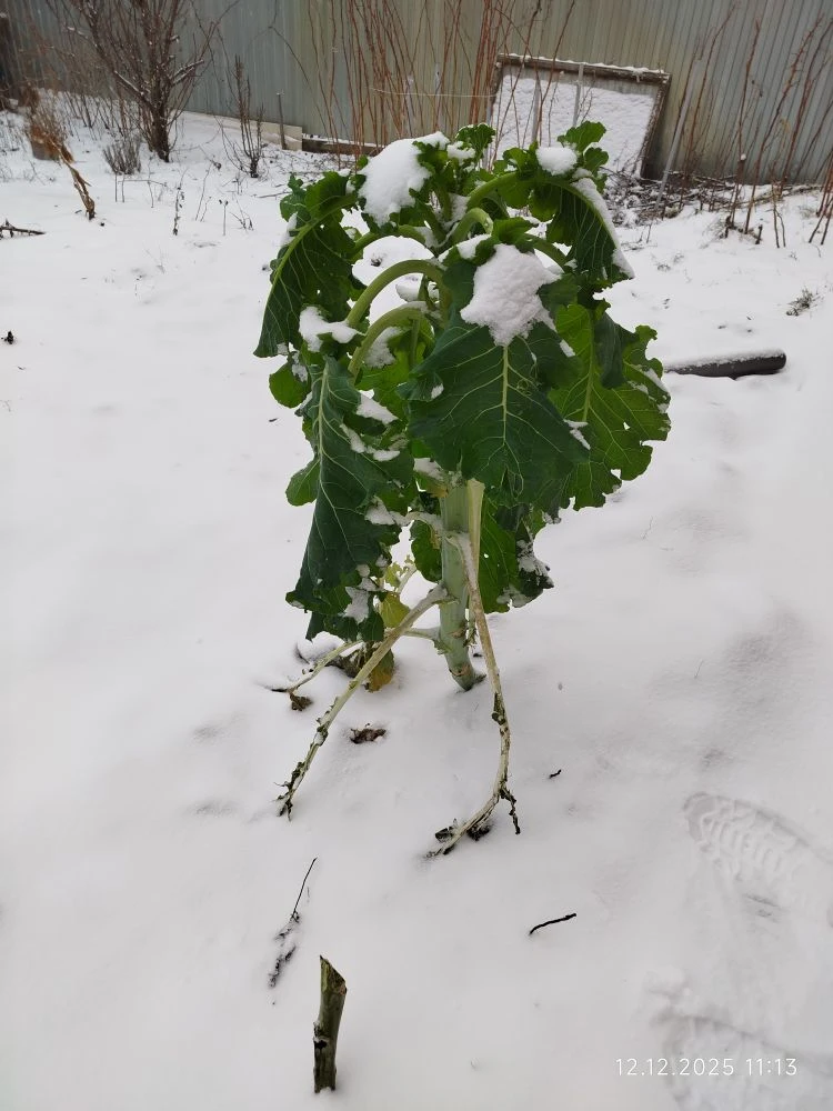 Кормовая капуста после 16-ти градусных морозов