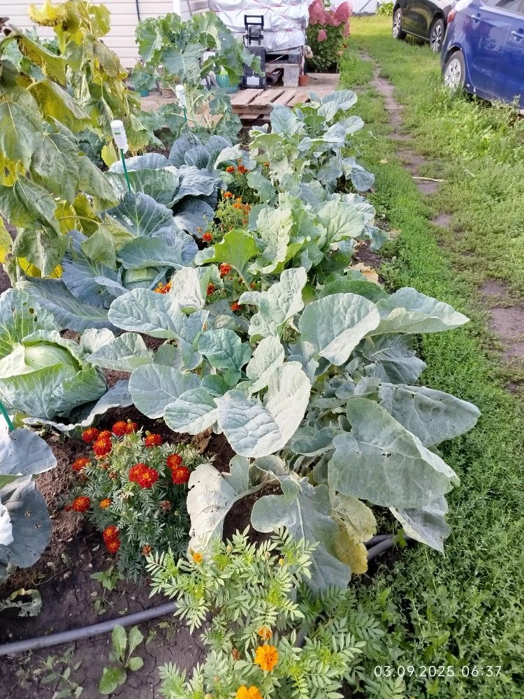 Кормовая капуста в сентябре