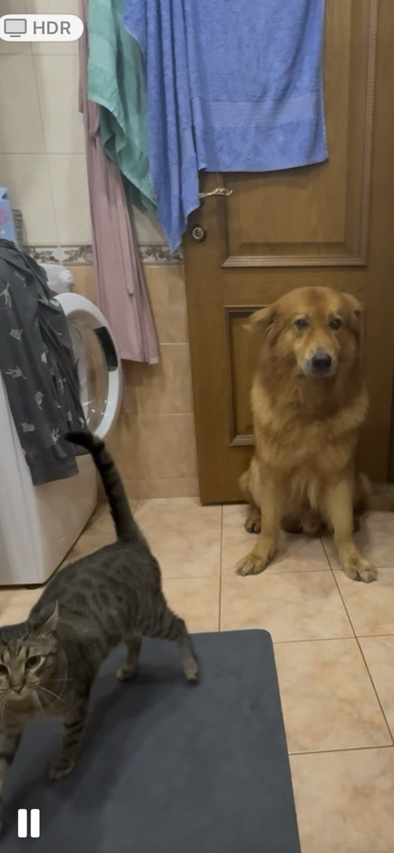 следим совместно с Рольфом