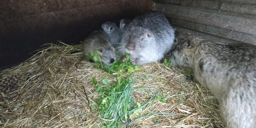 Кубанские НУТРИИ в декабре без снега, зато с зеленью!
